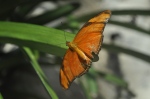 butterfly exhibit Houston Dec 2012 052